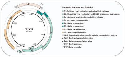 Unveiling the multifaceted realm of human papillomavirus: a comprehensive exploration of biology, interactions, and advances in cancer management